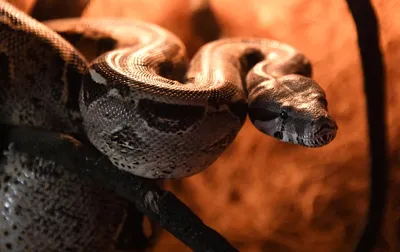 Зоолог дал инструкцию при укусе змеи - Мослента