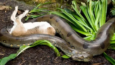 Анаконда - гигантская змея» — создано в Шедевруме