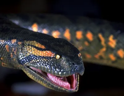 Анаконда: Как живёт Великая змея? | Видео 🎥 | Книга животных | Дзен