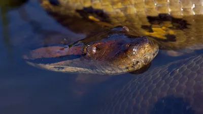 Анаконда Змея Рептилия - Бесплатное фото на Pixabay - Pixabay