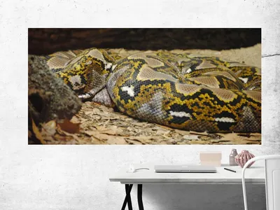 Анаконда Змея Отдыха На Bracnhes, Национальный Парк Cuyabeno, Эквадор,  Телефото Выстрел Фотография, картинки, изображения и сток-фотография без  роялти. Image 36272207