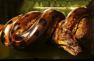 Интерактивные насекомые и пресмыкающиеся. Змея Анаконда, р/у - купить с  доставкой по выгодным ценам в интернет-магазине OZON (387884902)