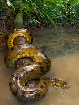 Самые большие змеи в природе - 73 фото