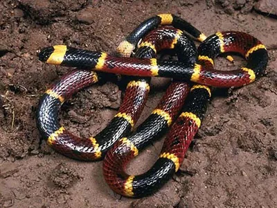 Прекрасная аспидовая змея из Малайзии- Calliophis bivirgata | Пикабу