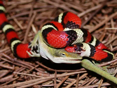 Самые красивые змеи нашей планеты | Все живое на Земле | Дзен