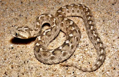 Одна из самых опасных змей - Эфа (часть I) | Живая природа | Дзен