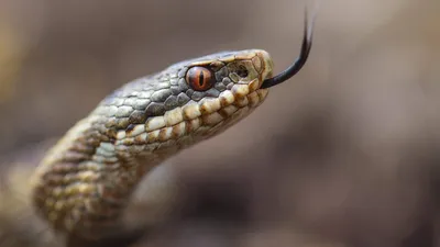 Что делать, если вас укусила змея | Aliq Media Armenia
