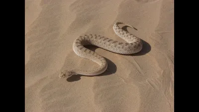 Что делать, если видите змею дома или во дворе в Израиле