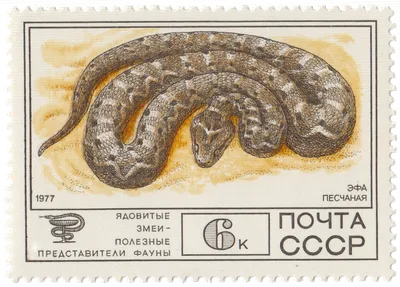 Змеи в Узбекистане: кто под угрозой вымирания - Хук!