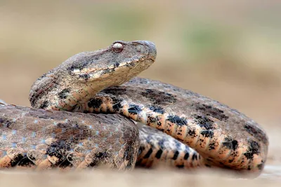 СЕМЕЙСТВО ГАДЮКОВЫЕ ЗМЕИ (VIPERIDAE) - что такое в Биологической  энциклопедии