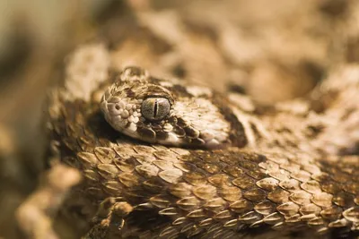 Ученые нашли применение яду самых смертоносных змей