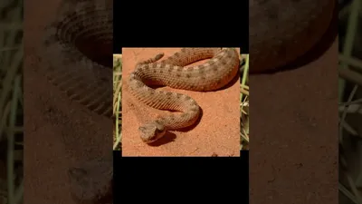 Наиболее ядовитые змеи на планете. | ВКонтакте