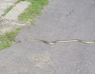 Полоз Маисовый (Pantherophis guttatus) детеныш самец — купить в  интернет-магазине \"Зооджунгли\"