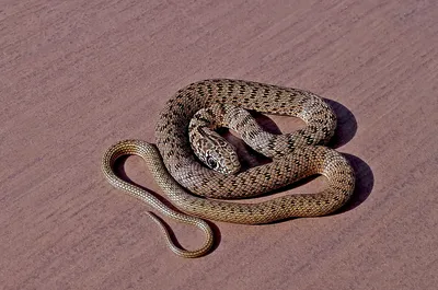 Каспийский полоз / Dolichophis caspius / Caspian whipsnake… | Flickr