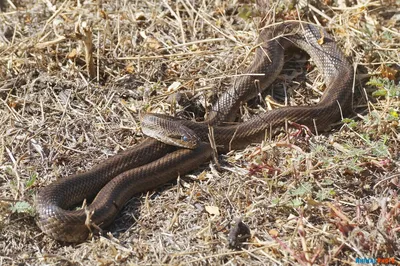 Тонкохвостый полоз юннаньский (Elaphe taeniura yunnanensis, животные, змея)  своего разведения — купить в Красноярске. Остальные животные на  интернет-аукционе Au.ru