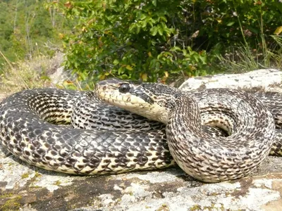 Вид Сбоку Маисовый Полоз Slithering — стоковые фотографии и другие картинки  Змея - Змея, Изолированный предмет, Rat Змея - iStock