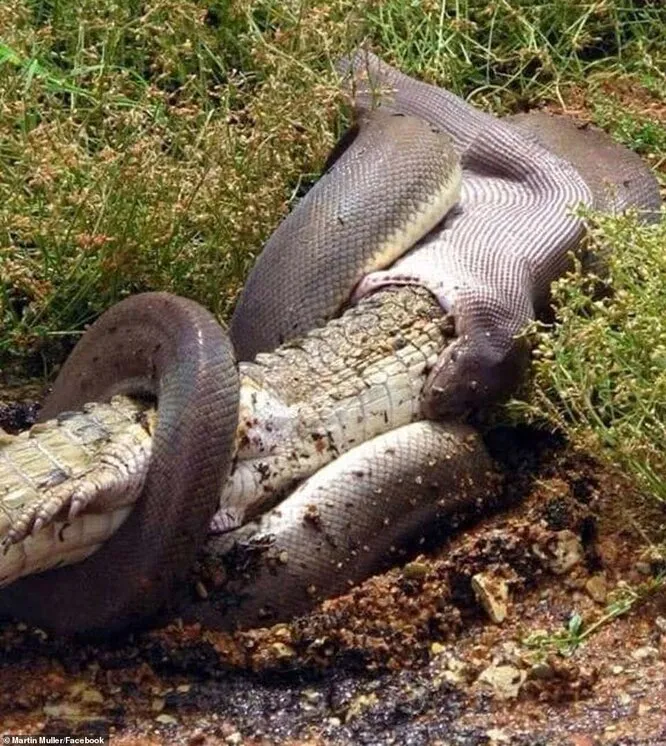 Змеи заглатывают добычу целиком. Анаконда заглатывает крокодила.