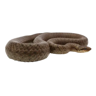 Крупный план змеи, завернутой в красочную змеиную кожу, генерирующий  искусственный интеллект | Премиум Фото