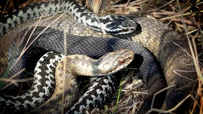 Знакомьтесь, местные аспиды: какие змеи водятся в наших лесах