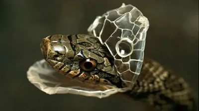 Девушка на видео показала, как змея снимает кожу, трипофобам страшно