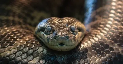 Линька у змей - 64 фото