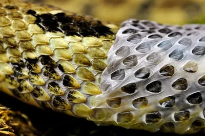 Почему Змеи Сбрасывают Кожу | Пикабу