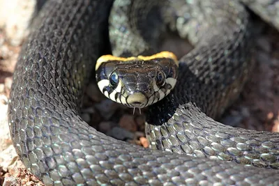Как змея сбрасывает кожу | Как змея сбрасывает кожу | By CCTV | Facebook