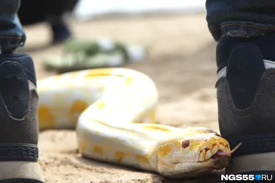 Жучки-паучки - Змеиные выползки🐍 Сброшенная шкура... | Facebook