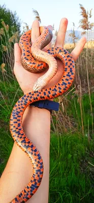 Шахматная змея - невероятно опасный гибрид или безобидный друг? | Схрон  фотографа | Дзен