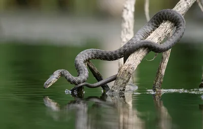 Змеи-рыболовы. Водяной уж (Natrix tesselata): shinkarenkostas — LiveJournal