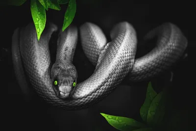 Опасны ли змеи Ростовской области? Как узнать ядовитую змею? - 7 августа  2019 - 161.ru