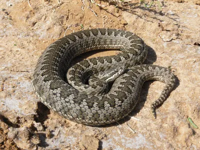 Водяной уж - Natrix Tessellata - Альбомы пользователей - Форум.Астрахань.Ру