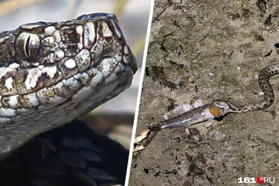 Какие виды змей обитают на Кубани и стоит ли их бояться?🐍 - YouTube
