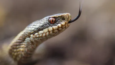 Змеиная опасность: как защититься от гадюк на дачном участке