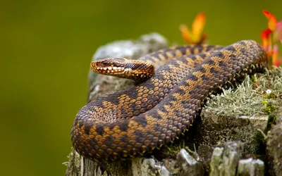 Слухи о смертоносных змеях в Астраханской области прокомментировали