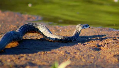Шахматная змея - невероятно опасный гибрид или безобидный друг? | Схрон  фотографа | Дзен