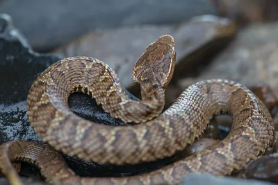 Самая ядовитая змея / Most venomous snake | Энциклопедия приморья