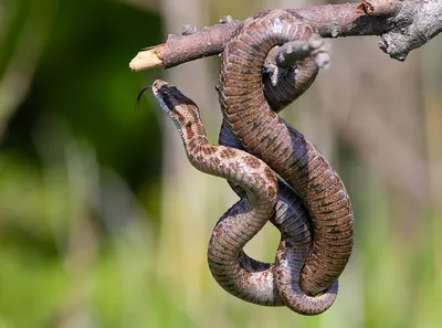 Щитомордник змея 🐍 реалистично высокая…» — создано в Шедевруме