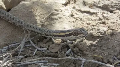 Окрас стрелы-змеи, или в... - Wildlife of Uzbekistan | Facebook