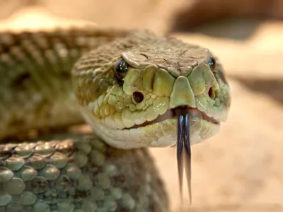 Steppe Ribbon Snake (Psammophis lineolatus). Reptiles and Amphibians of  Kazakhstan.