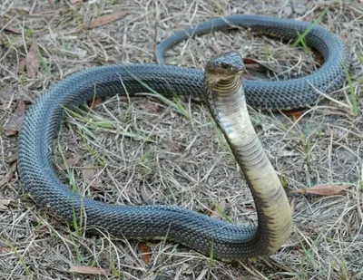 Новая находка стрелы-змеи, Psammophis lineolatus (Brandt, 1836) (Serpentes:  lamprophiidae) на Кавказе – тема научной статьи по биологическим наукам  читайте бесплатно текст научно-исследовательской работы в электронной  библиотеке КиберЛенинка