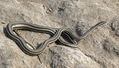 Steppe Ribbon Snake (Psammophis lineolatus). Reptiles and Amphibians of  Kazakhstan.