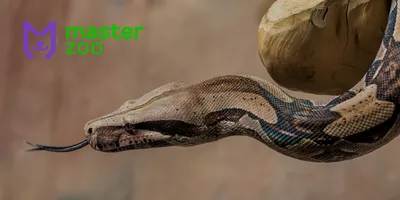 Императорский удав (лат. Constrictor imperator) | MasterZoo