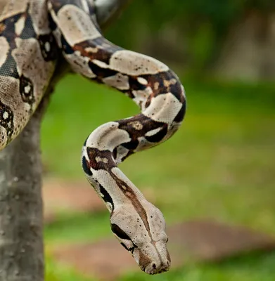 Boa Constrictor (удав обыкновенный) — exomania.com.ua