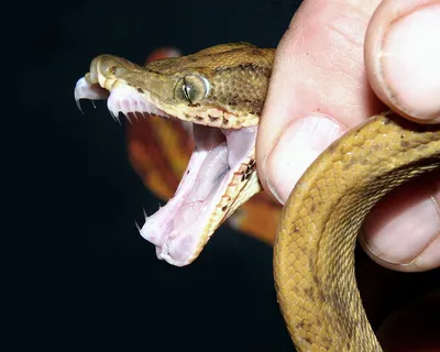 Императорский удав (лат. Constrictor imperator) | MasterZoo