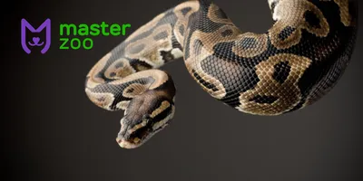 Императорский удав (лат. Constrictor imperator) | MasterZoo