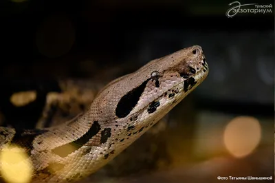 Садовый удав (Corallus Hortulanus)