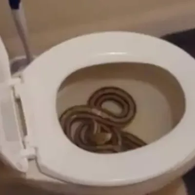 Женщина сходила в туалет и после этого заметила змею в унитазе: Звери: Из  жизни: Lenta.ru