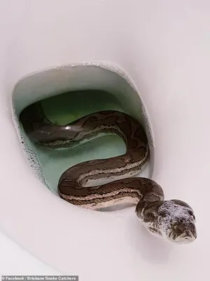 Это уже не впервые: в Техасе женщина посреди ночи нашла змею в унитазе  (видео) — УНИАН