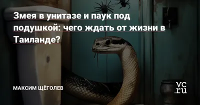 Австралийка поймала змею в унитазе голыми руками и рассказала о рептилии —  Секрет фирмы